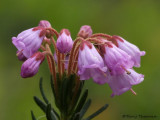 Phyllodoce empetriformis Pink Mountain-heather 5a.jpg