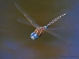 Rhionaeschna multicolor Blue-eyed Darner in flight 7a.jpg