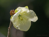 Rhododendron albiflorum White-flowered Rhododendron 5b.jpg