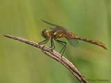 Sympetrum pallipes Striped Meadowhawk female 2a.jpg