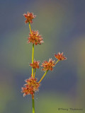 Tapered Rush -  Juncus acuminatus 1a.jpg