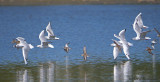 Bonapartes Gulls and Western Sandpipers in flight 1a.jpg