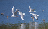 Bonapartes Gulls and Western Sandpipers in flight 2a.jpg