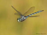 Aeshna canadensis Canada Darner in flight 10a.jpg