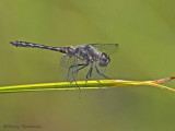 Sympetrum danae Black Meadowhawk 6a.jpg