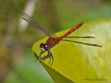 Sympetrum obtrusum White-faced Meadowhawk 5a.jpg