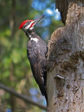 Pileated Woodpecker 14a.jpg