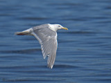 Glaucous-winged Gull in flight 3.jpg