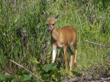 Black-tailed Deer doe 5.jpg