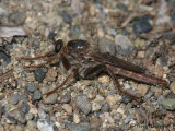 Asilidae Robber Fly B1.jpg