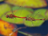 Sympetrum vicinum - Autumn Meadowhawks flying in tandem 3a.jpg