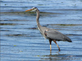 Great Blue Heron 15a.jpg