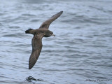 Pink-footed Shearwater in flight 6a.jpg
