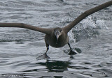 Black-footed Albatross taking off 3a.jpg
