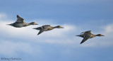 Northern Pintail females in flight 1b.jpg