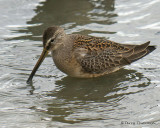Long-billed Dowitcher juvenile 1b .jpg