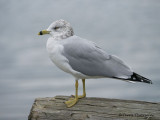 Ring-billed Gull winter 3b.jpg