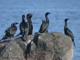 Pelagic Cormorants 5a.jpg