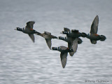 Harlequin Ducks in flight 2a.jpg