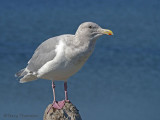 Glaucous-winged Gull 12b.jpg