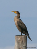 Double-crested Cormorant juvenile 5b.jpg