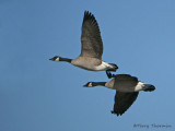 Canada Geese in flight 9b.jpg