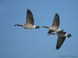 Canada Geese in flight 8b.jpg