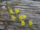 Wildflowers etc. of British Columbia