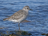 Black-bellied Plover 13b.jpg