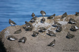 Black Turnstones 8b.jpg