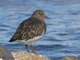 Black Turnstone 15a.jpg