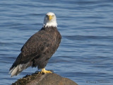 Bald Eagle 23b.jpg