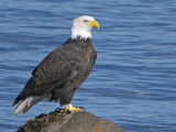 Bald Eagle 22b.jpg