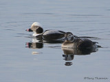 Long-tailed Duck winter male and female 1b.jpg