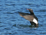 White-winged Scoter wing flapping 3b.jpg