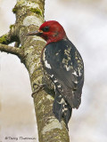 Red-breasted Sapsucker 9b.jpg