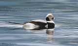 Long-tailed Duck 7b.jpg