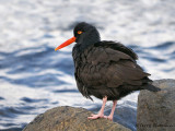 Black Oystercatcher 13b.jpg