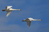 Trumpeter Swans in flight 8b.jpg
