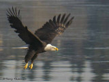 Bald Eagle taking off 2b.jpg