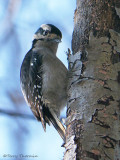 Downy Woodpecker 34c.jpg