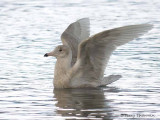 Glaucous Gull first winter wing flapping 1b.jpg