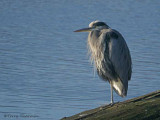 Great Blue Heron 28b.jpg