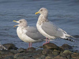 Thayers Gulls 2b.jpg
