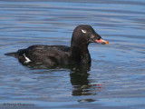 White-winged Scoter 29b.jpg