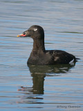 White-winged Scoter 36b.jpg