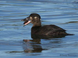 Surf Scoter female with clam 1b.jpg