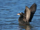 Surf Scoter wing flapping 7b.jpg