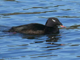 White-winged Scoter 14b.jpg