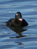 White-winged Scoter 15b.jpg